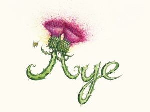 Aye a drawing by by Cat Lawson. Two thistles forms the word aye with explosive colours bursting out of the thistle head.
