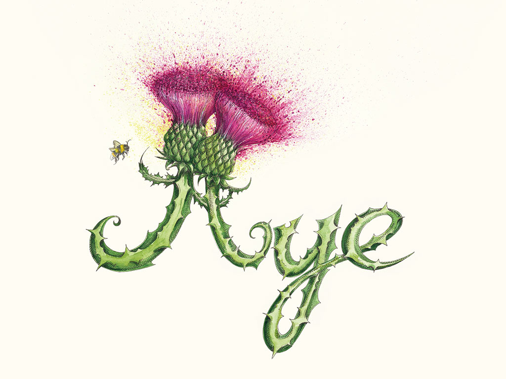 Aye a drawing by by Cat Lawson. Two thistles form the word Aye with explosive colours bursting out of the thistle head.