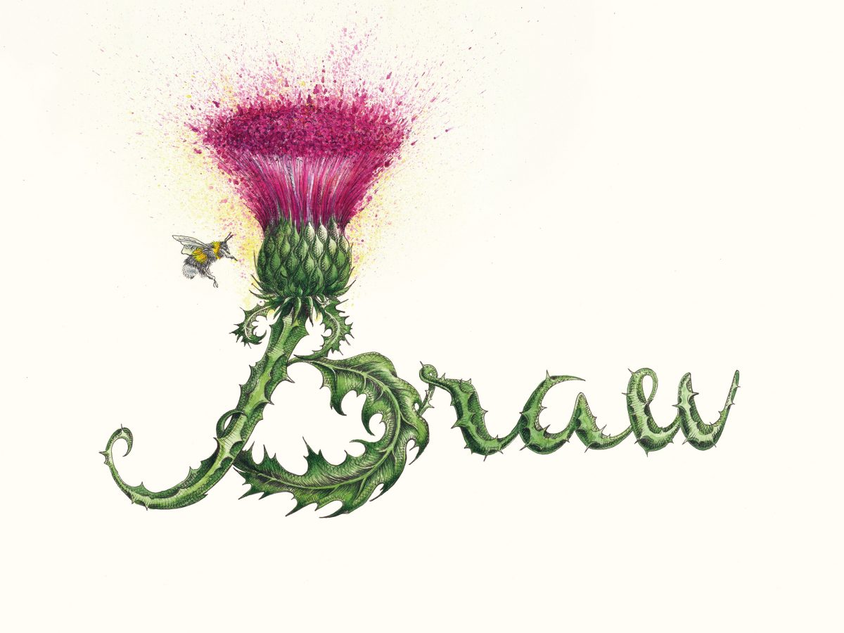 Braw a drawing by by Cat Lawson. A thistle forms the word braw with explosive colours bursting out of the thistle head.