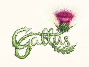 Gallus is a drawing by by Cat Lawson. A thistle forms the word gallus with explosive colours bursting out of the thistle head.