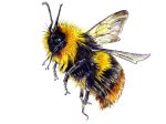 Illustration of a black, yellow and brown bee hovering