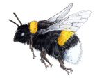 Illustration of black, yellow and white bumblebee flying towards the left