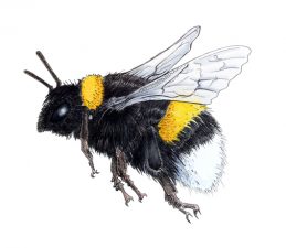 Illustration of black, yellow and white bumblebee flying towards the left