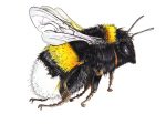 Illustration of black, yellow and white bumblebee flying towards the right
