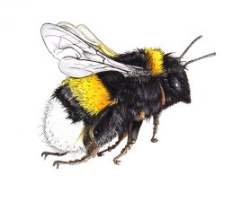 Illustration of black, yellow and white bumblebee flying towards the right