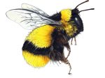 Illustration of black and yellow bumblebee hovering