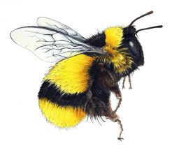 Illustration of black and yellow bumblebee hovering