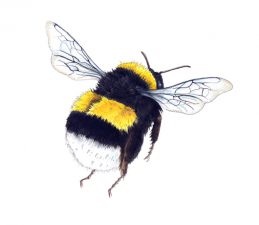 Illustration of black, yellow and white bumblebee flying away