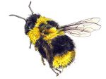 Illustration of a fuzzy black and yellow bee hovering in profile