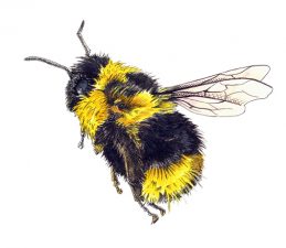 Illustration of a fuzzy black and yellow bee hovering in profile
