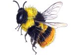 Illustration of a black, yellow and brown bee hovering