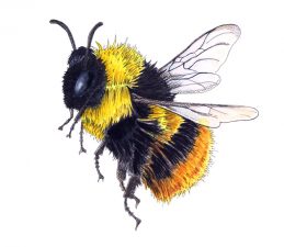 Illustration of a black, yellow and brown bee hovering