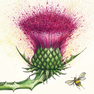Hand painted thistle with bee flying towards it